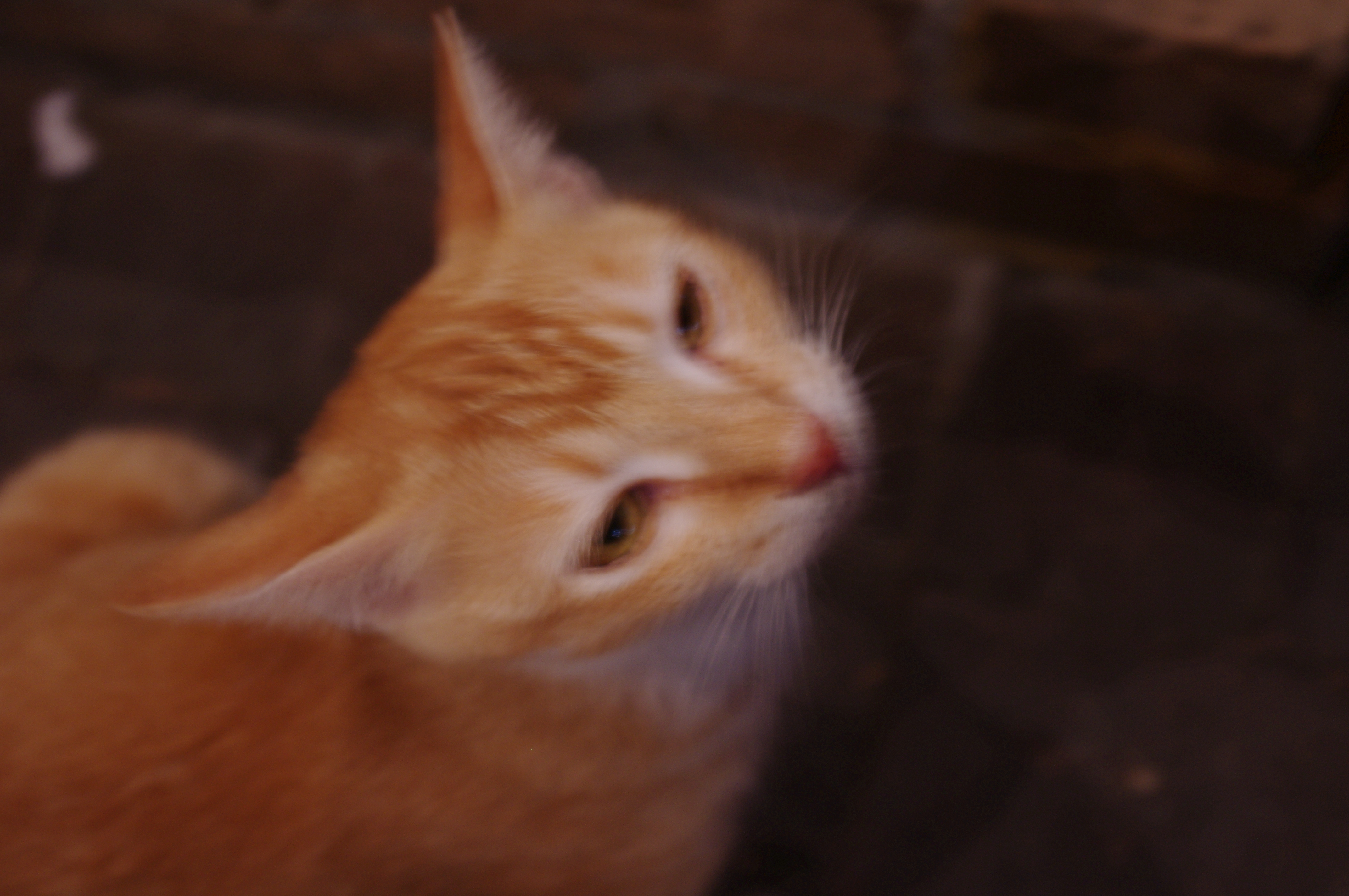 IMGP1578