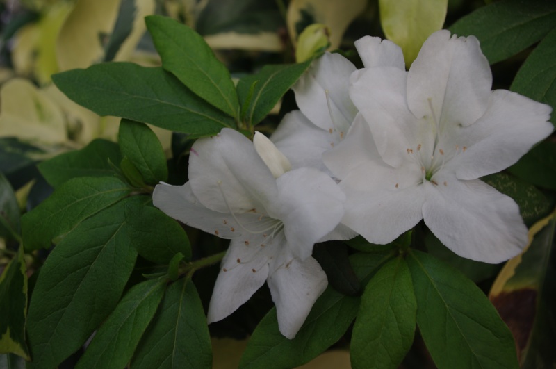 IMGP0190